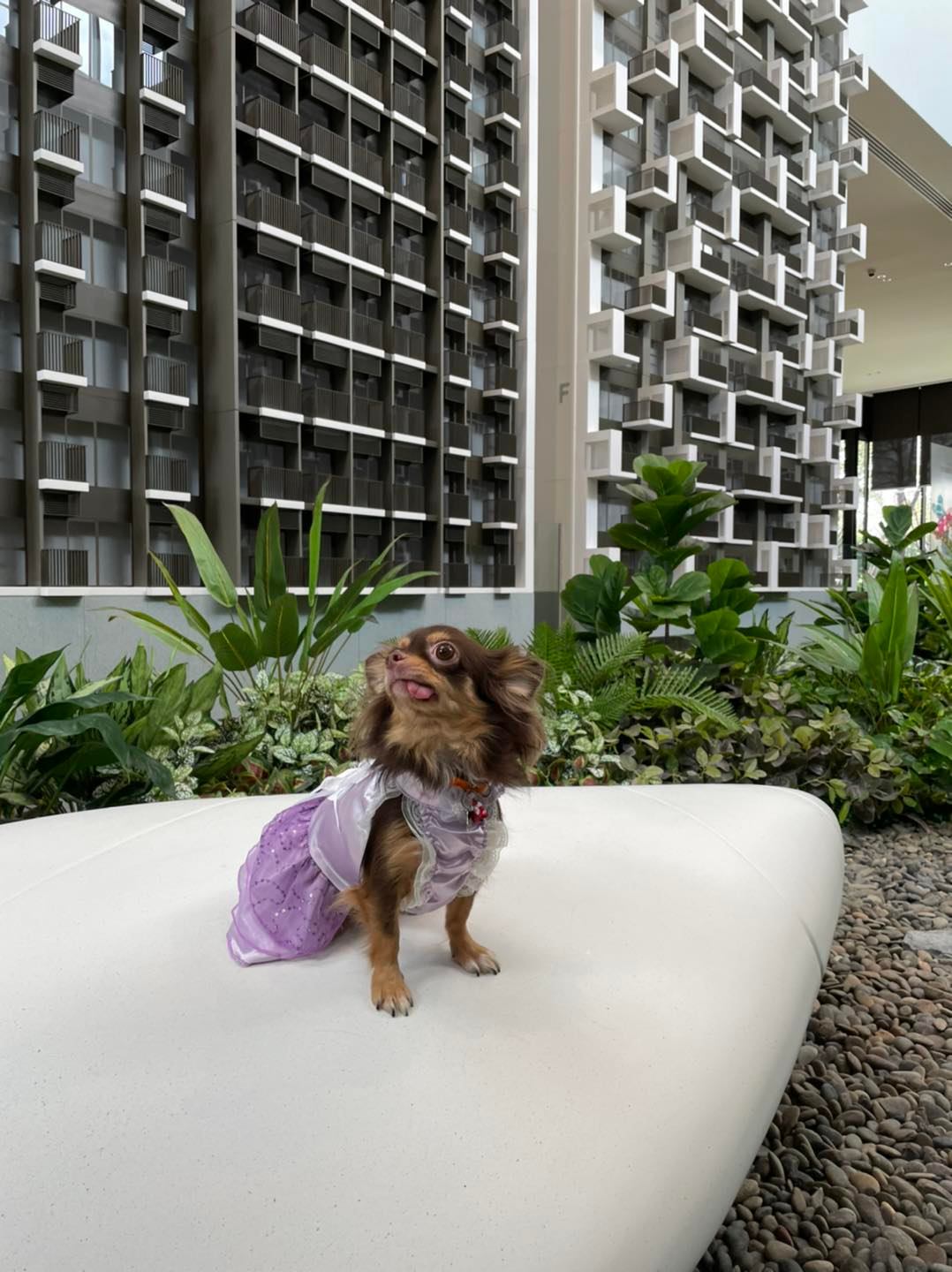 รู้สึกดีใจที่ช่วงปี - 2 ปีมานี้ได้เห็นคอนโดใหม่ๆ เป็น Pet Friendly  ให้เลี้ยงสัตว์ได้เพิ่มขึ้นเรื่อยๆ เมื่อเทียบกับก่อนหน้านี้ ล่าสุดก็ Noble  Create มีตัวเลือกมากขึ้นชัดเจนในหลายทำเล​ – รวมรีวิวคอนโด พรีวิวคอนโดใหม่  โครงการติดรถไฟฟ้า - Living Sneak Peek