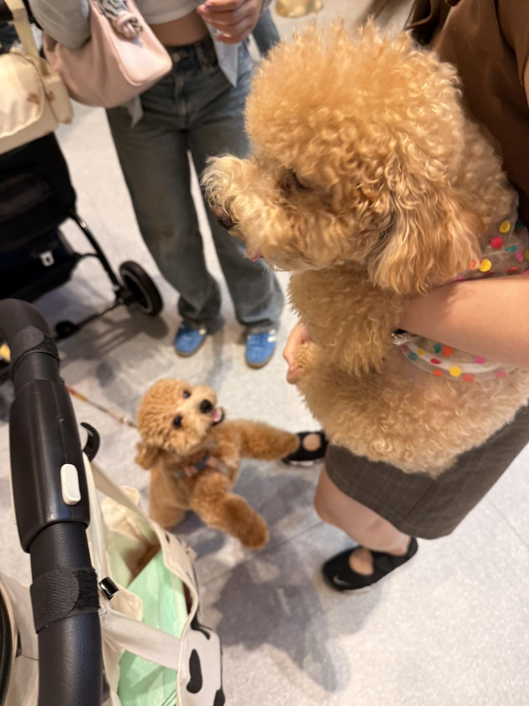 Pet Expo Thailand 2025