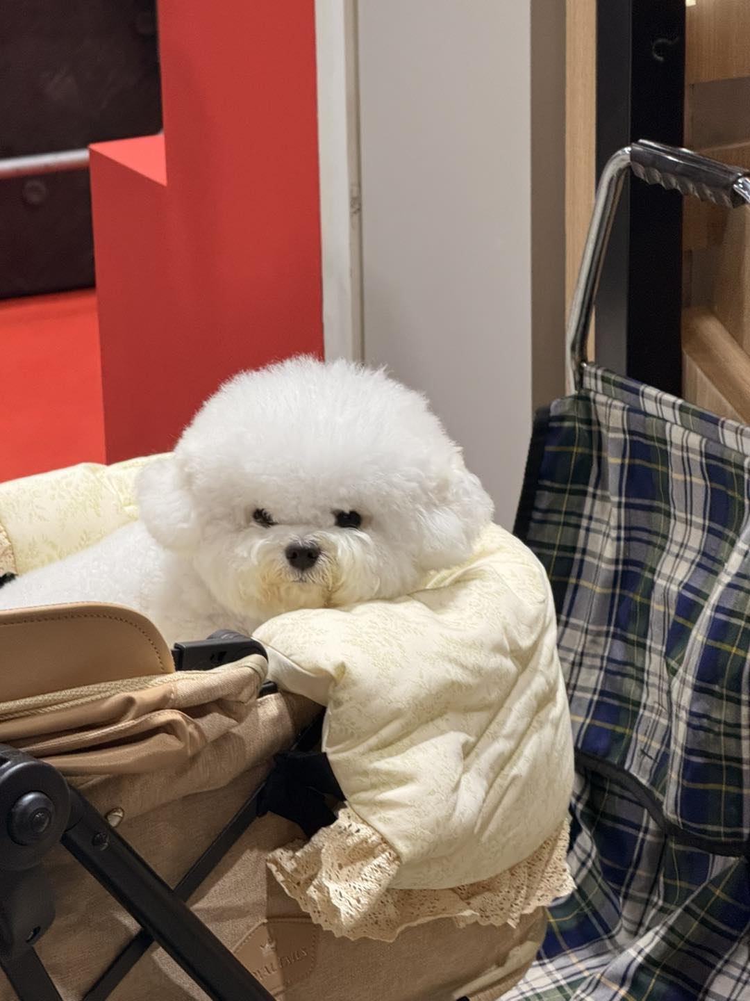 Pet Expo Thailand 2025