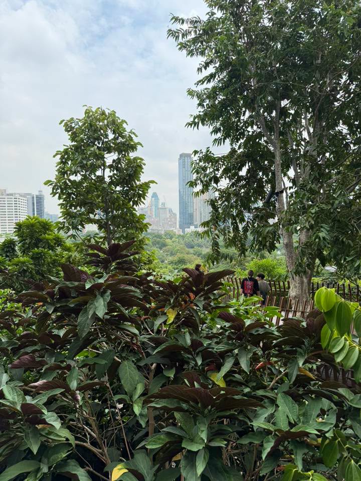 สวนดุสิตอรุณ - หน้าฝนชุ่มฉ่ำแตกใบดีมาก