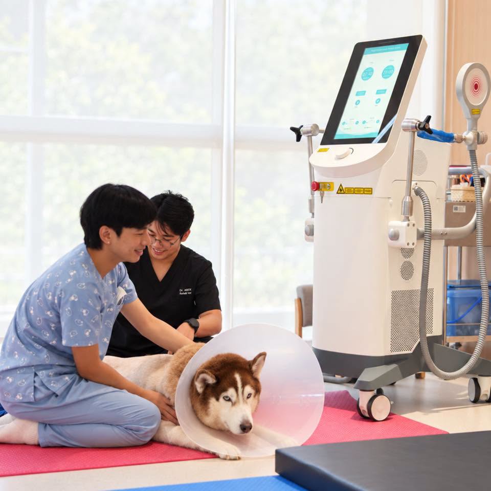 นี่ศูนย์ Ability Center ที่ รพ.สัตว์ทองหล่อ สาขาพระราม 9 ครับ